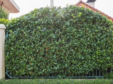 Öğleden sonra demir bir çitin üzerindeki her yer yemyeşil çalı.