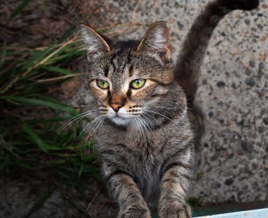 Arka ayakları üzerinde duran yeşil gözlü güzel bir sokak kedisi.