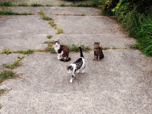 Trzy uliczne koty. Dwa koty siedzą, a jeden chodzi. — Zdjęcie stockowe
