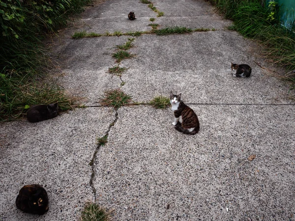 Um grupo de gatos de rua está sentado no chão — Fotografia de Stock