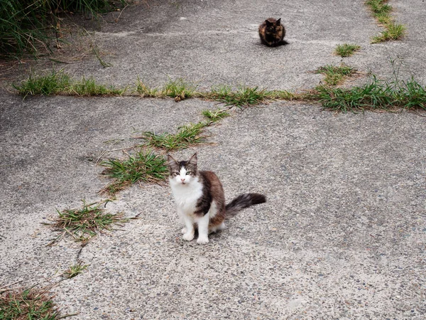 Dois gatos de rua no quadro no meio e fundo — Fotografia de Stock