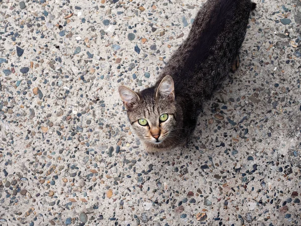 Красива сіра вулична кішка прийшла попросити про їжу — стокове фото