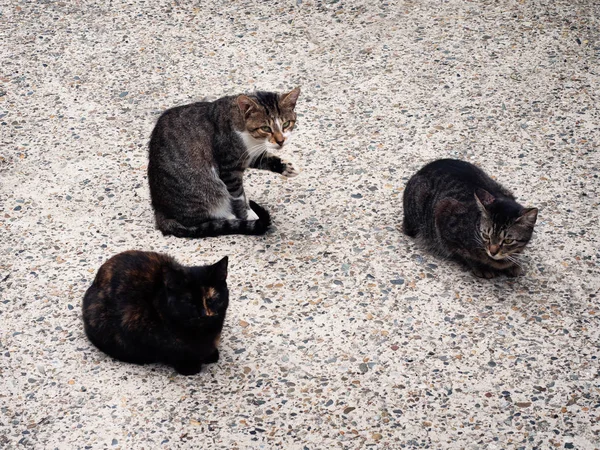 Három utcai macska ül a földön, és egy macska gesztust mutat a mancsával. — Stock Fotó