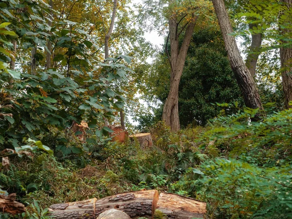 Árvores serradas em uma floresta verde para construir casas — Fotografia de Stock