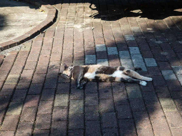 Кіт спить у парку на кам'яній плиті. Сочі Рів "єра — стокове фото