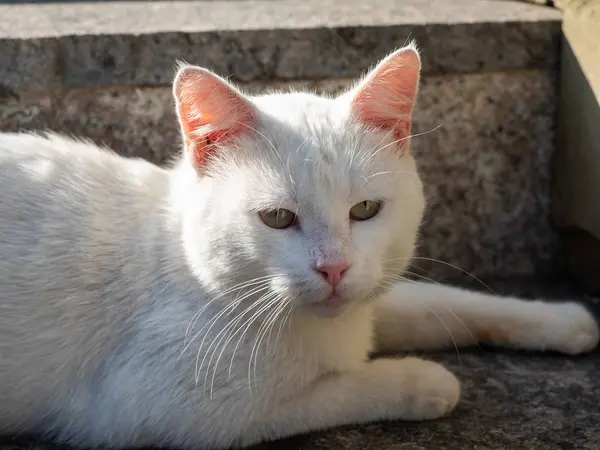 Білий кіт лежить на сходах на вулиці — стокове фото
