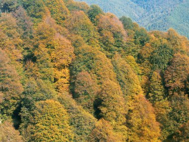 Sarı yeşil ve kırmızı yapraklı sonbahar ağaçları dağlarda