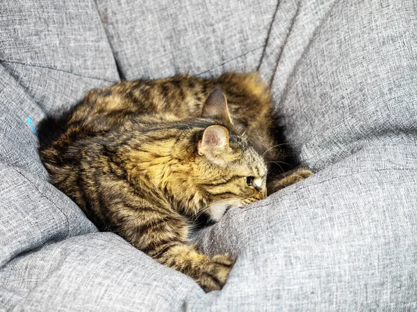 Beautiful pet cat with beautiful color bites gray armchair bag — Stock Photo, Image