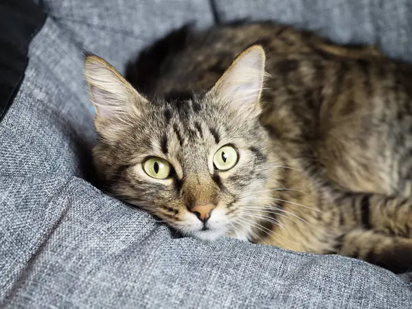 Piękny szary kot leży na szarej torbie na fotel i patrzy na fotografa — Zdjęcie stockowe