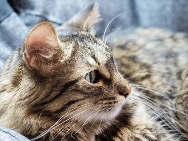 Piękny kotek na szarym niewyraźnym tle — Zdjęcie stockowe