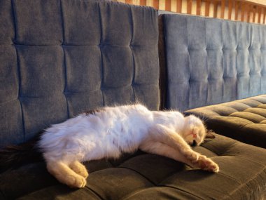 Beyaz ve siyah bir kedinin yumuşak gri kadife koltukta uyuduğu fotoğraf