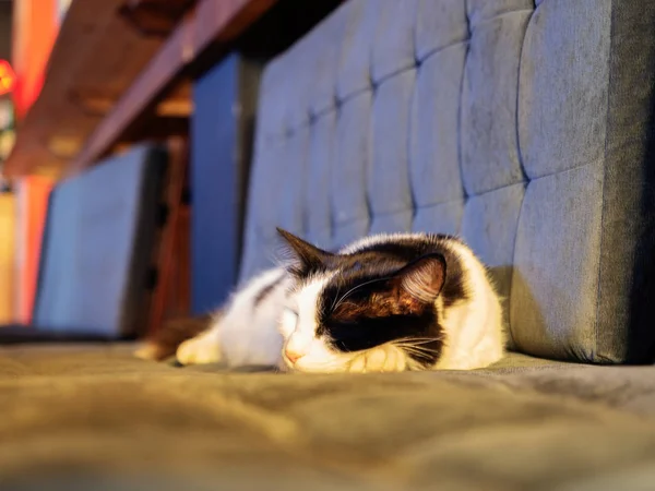 Czarno-biały kot z białymi wąsami śpi na wyściełanym siedzeniu z pikowaną szarą poduszką z tyłu — Zdjęcie stockowe