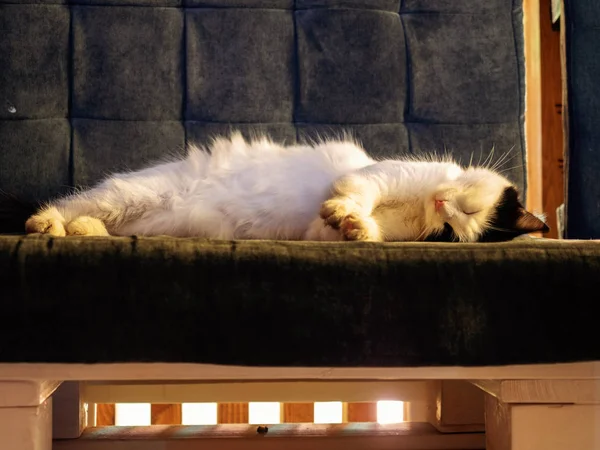 Biały kot z czarnymi uszami śpi na aksamitnej szarej ławce z drewnianymi nogami — Zdjęcie stockowe
