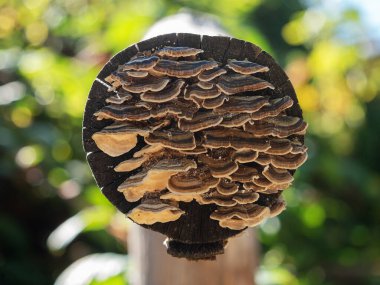 Bulanık bir arka planda ağaç kütüğünde büyüyen küçük ağaç mantarlarının yakın menzilli bir görüntüsü.