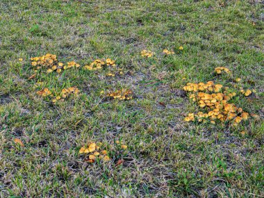 Several small groups of mushrooms grow on a green lawn