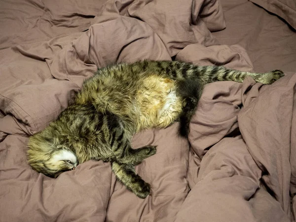 Randig fluffig katt sover sträcker ut sina ben och begravde sitt ansikte i en brun säng. — Stockfoto