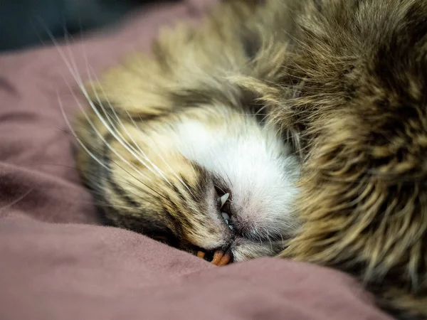Zdjęcie z bliskiej odległości cute snów kot pysk z kijem kły — Zdjęcie stockowe