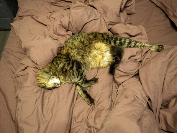 Listrado gato fofo bonito dorme esticando a pata e abaixando o rosto em uma cama marrom — Fotografia de Stock