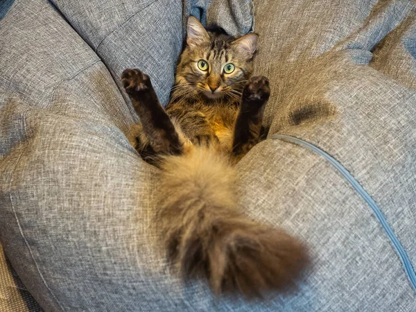 A cat with a fluffy tail sits in an unusual position with its hind legs raised on a gray very soft pillow — Stock Photo, Image