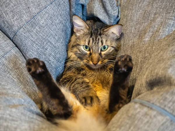 Close-up photo of a cat lying in an unusual pose immersed in a gray pillow and looking in front of itself — Stock Photo, Image