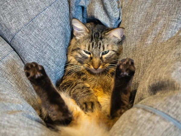 Foto de close-up de um gato deitado em uma pose incomum imerso em um travesseiro cinza e cobrindo ligeiramente os olhos . — Fotografia de Stock