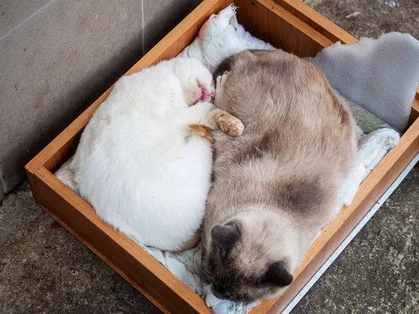 Witte kat steekt zijn tong uit naast de andere kat in een houten lade — Stockfoto