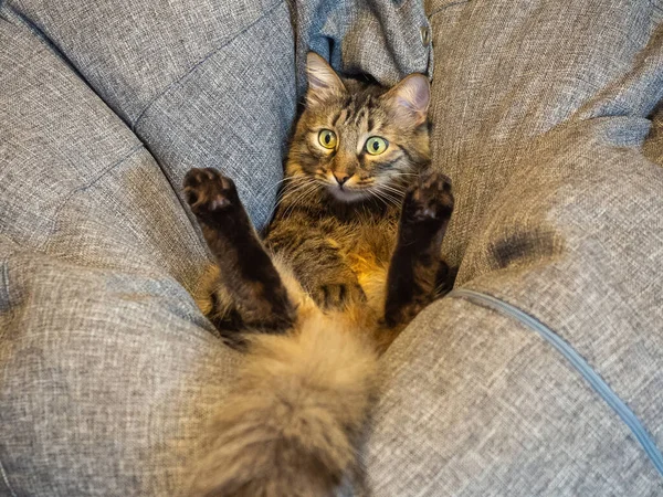 Um gato com olhos verdes surpresos está em um travesseiro macio cinza com as patas levantadas . — Fotografia de Stock