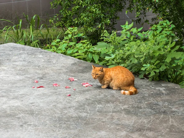 Gato ruivo come carne na rua — Fotografia de Stock