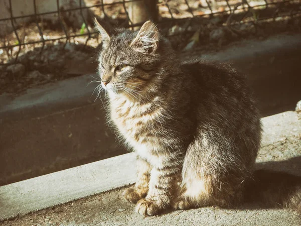Um lindo gatinho de rua senta-se e banha-se ao sol — Fotografia de Stock
