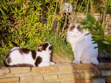 Benekli sokak kedisi caddedeki beyaz kedinin üzerinde cızırdıyor.
