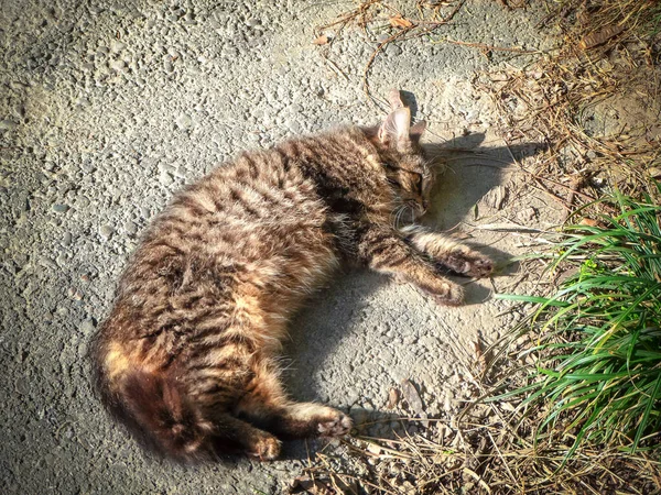 Вуличний кошеня лежить на землі і основи на сонці — стокове фото