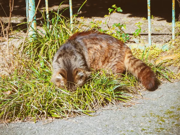 Grande gato está à procura de algo na grama — Fotografia de Stock