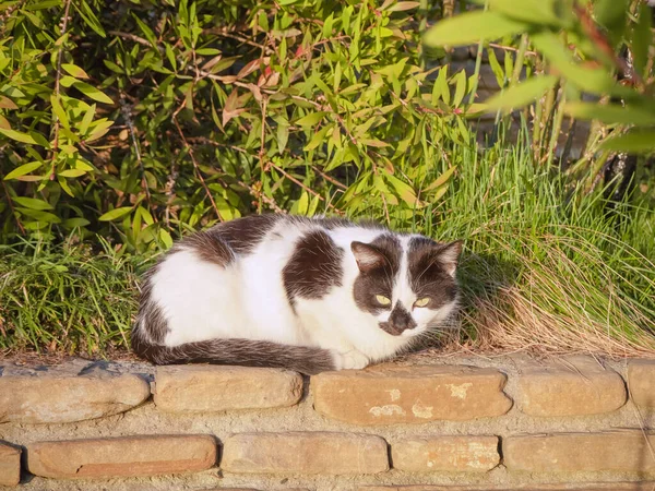 Spotted street cat sits and basks in the sun — Stock Photo, Image