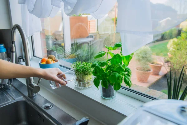 Young Man Hand Watering Home Gardening Kitchen Windowsill Pots Herbs — Stock Photo, Image