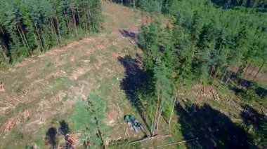 Orman kesme. Drone ile ateş. Ahşap hasat. Orman kesme bir hasat yardımıyla. Yangın önleyici donatım yardımı ile orman kesme. 4 k çözünürlük. 