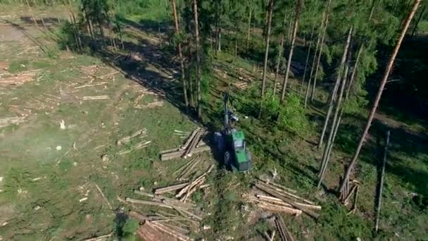 Cięcia lasu. Strzelanie z drone. Kombajn do drewna. Cięcia lasu za pomocą kombajnu. Cięcia lasu przy pomocy specjalnego sprzętu. — Wideo stockowe