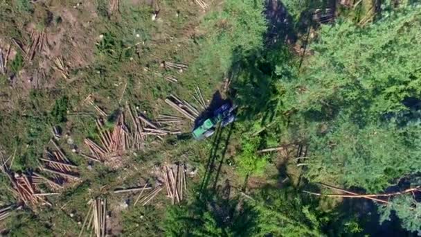 Corte de bosque. Tiro con el drone. Cosechadora de madera. Corte de bosque con la ayuda de una máquina segador. Corte de bosque con la ayuda de equipo especial. resolución de 4 k. — Vídeo de stock