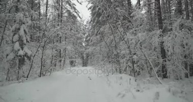 Kış, karla kaplı ağaçların arasından bir orman yolu kameraya düzgün hareket ormanda. 4 k görüntüleri. Kış orman. İleri hareketi.