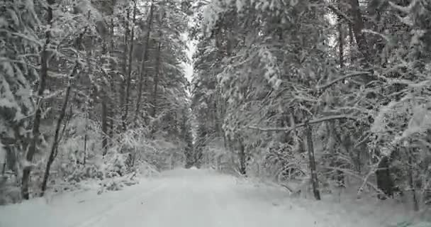 Skogen på vintern, den jämna rörelsen för kameran på en skogsväg genom snötäckta träden. 4 k film. Vinter skog. Rörelsen framåt. — Stockvideo