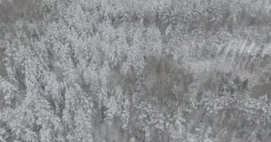 Kış orman, karla kaplı ağaçların havadan görünümü. 4 k görüntüleri. Uçağın shot.