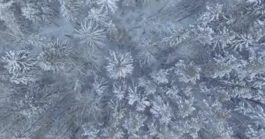 Kış orman, karla kaplı ağaçların havadan görünümü. 4 k görüntüleri. Uçağın shot.