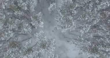 Kış orman, karla kaplı ağaçların havadan görünümü. 4 k görüntüleri. Uçağın shot.