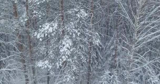 冬の森、雪に覆われた木々 の空撮。4 k 映像。ドローン ショット. — ストック動画