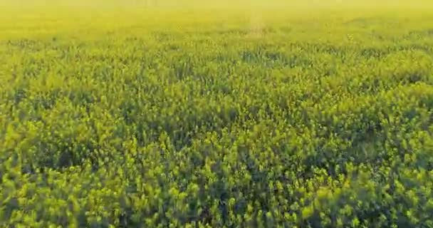 Flying over the field, aerial view. Drone shot. — Vídeo de Stock