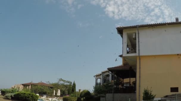 Flock of Swallow Birds Flying — Stock Video