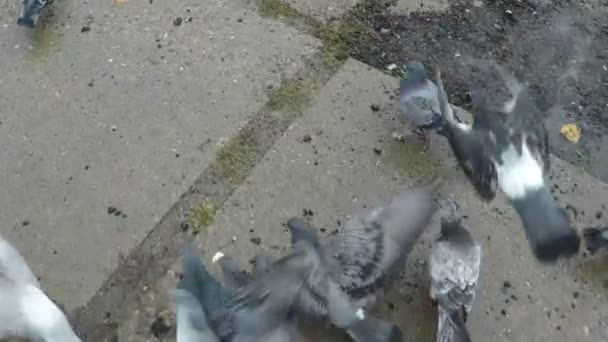 Troupeau d'oiseaux s'envolant — Video