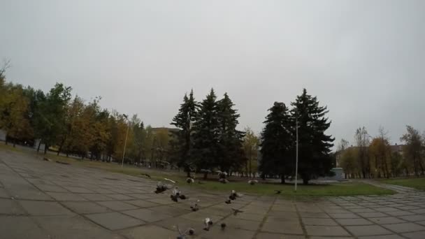 Flock of Birds Flying — Stock Video