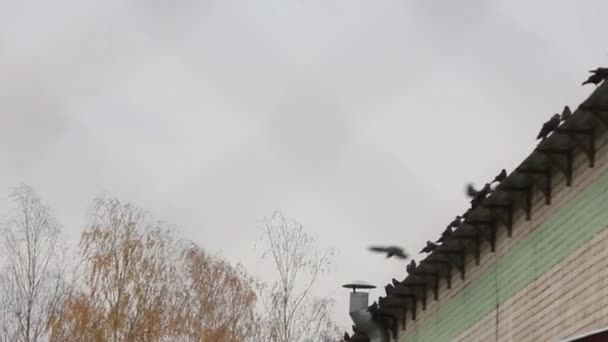 Hejno havran ptáků letící na střeše — Stock video