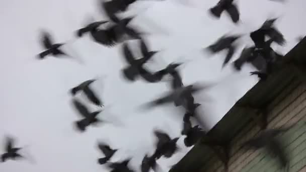 Troupeau d'oiseaux corbeaux volant sur le toit — Video