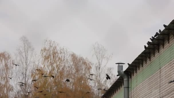 Troupeau d'oiseaux corbeaux volant sur le toit — Video